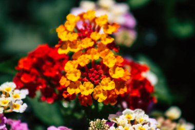 Kıbrıs Rum Kesimi 20 Haziran 2020, Kıbrıs Rum Kesimi 'nin Limasol kamu bahçesinde büyüyen renkli çiçeklerin kapatılması