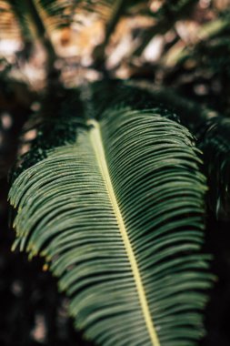 Kıbrıs Rum Kesimi 20 Haziran 2020 'de Kıbrıs Rum Kesimi' nin Limasol adasının sokaklarında büyüyen bir palmiye ağacının yakını