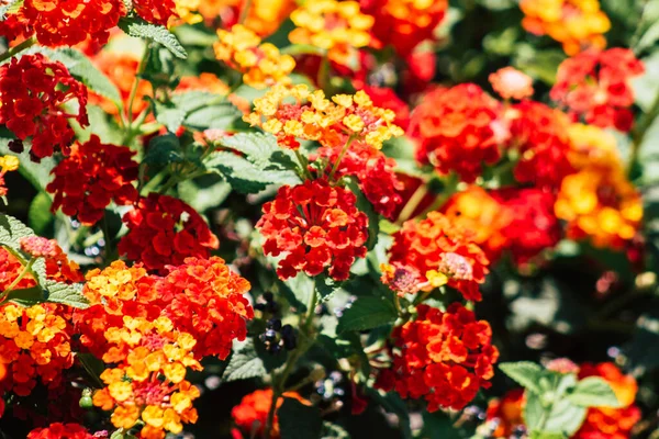 Limassol Chipre Junho 2020 Fechar Flores Coloridas Que Crescem Jardim — Fotografia de Stock