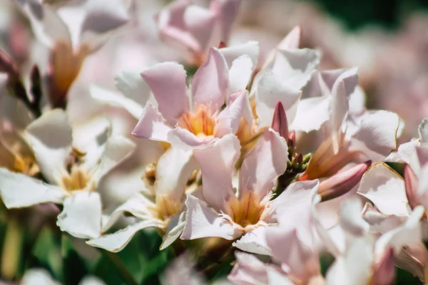 Limassol Chipre Junho 2020 Fechar Flores Coloridas Que Crescem Jardim — Fotografia de Stock