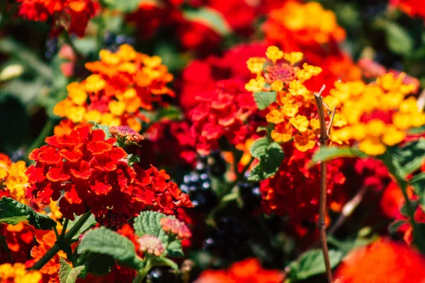 Limassol Cyprus June 2020 Closeup Colorful Flowers Growing Public Garden — Stock Photo, Image