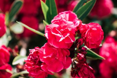 Kıbrıs adasındaki Limasol kamu bahçesinde büyüyen renkli çiçeklerin yakınlaşması