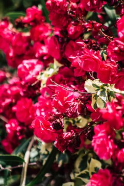 Kıbrıs adasındaki Limasol kamu bahçesinde büyüyen renkli çiçeklerin yakınlaşması