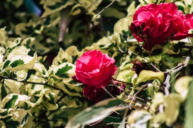 Kıbrıs adasındaki Limasol kamu bahçesinde büyüyen renkli çiçeklerin yakınlaşması