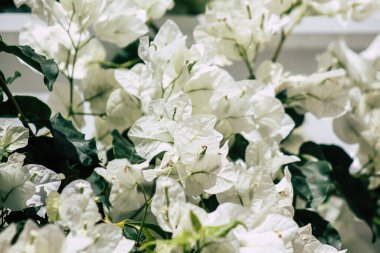 Kıbrıs adasındaki Limasol kamu bahçesinde büyüyen renkli çiçeklerin yakınlaşması