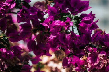 Kıbrıs adasındaki Limasol kamu bahçesinde büyüyen renkli çiçeklerin yakınlaşması