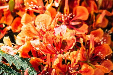 Kıbrıs adasındaki Limasol kamu bahçesinde büyüyen renkli çiçeklerin yakınlaşması