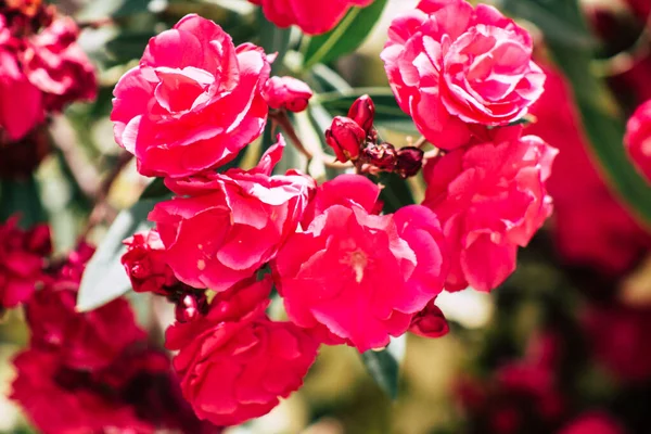 Цвітіння Барвистих Квітів Ростуть Публічному Саду Лімасола Острові Кіпр — стокове фото