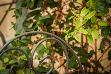 Kıbrıs adasındaki eski Limasol kentindeki bir restoranın sandalyelerinin yakınlaştırılması