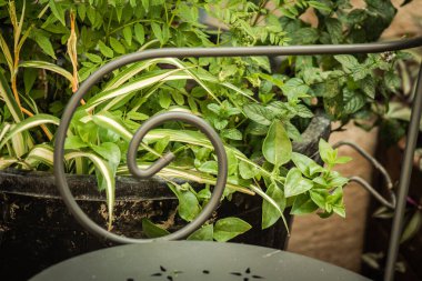 Kıbrıs adasındaki eski Limasol kentindeki bir restoranın sandalyelerinin yakınlaştırılması