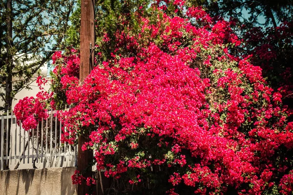 Nicosia Cypern Juli 2020 Närbild Färgglada Blommor Som Växer Den — Stockfoto