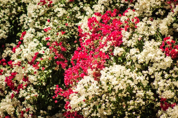 Nikozja Cypr Lipiec 2020 Zbliżenie Kolorowych Kwiatów Rosnących Ogrodzie Publicznym — Zdjęcie stockowe