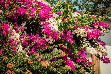 Lefkoşe Kıbrıs 04 Temmuz 2020 'de Kıbrıs Rum Kesimi' nin başkenti Lefkoşe 'nin kamu bahçesinde renkli çiçeklerin kapatılması