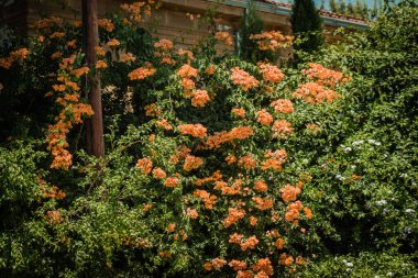 Lefkoşe Kıbrıs 04 Temmuz 2020 'de Kıbrıs Rum Kesimi' nin başkenti Lefkoşe 'nin kamu bahçesinde renkli çiçeklerin kapatılması