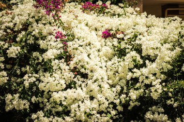 Lefkoşe Kıbrıs 04 Temmuz 2020 'de Kıbrıs Rum Kesimi' nin başkenti Lefkoşe 'nin kamu bahçesinde renkli çiçeklerin kapatılması