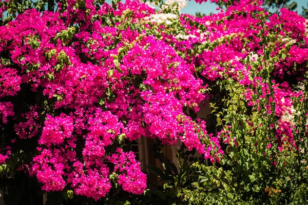 Nicosia Cyprus July 2020 Closeup Colorful Flowers Growing Public Garden — Stock Photo, Image