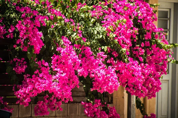 Nicosia Cyprus July 2020 Closeup Colorful Flowers Growing Public Garden — Stock Photo, Image