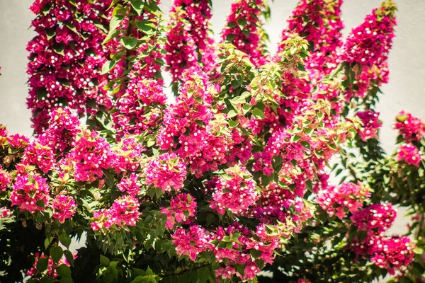 Nicosia Chipre Julho 2020 Fechar Flores Coloridas Que Crescem Jardim — Fotografia de Stock