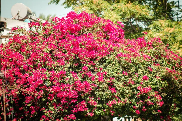 Nicosia Cypern Juli 2020 Lukning Farverige Blomster Vokser Den Offentlige - Stock-foto