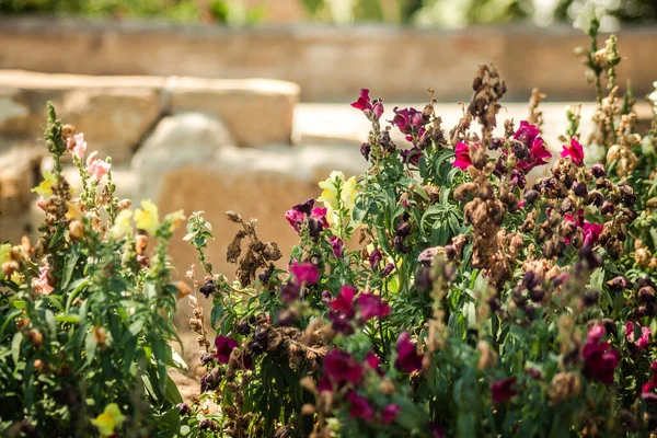 Nicosie Chypre Juillet 2020 Gros Plan Fleurs Colorées Poussant Dans — Photo