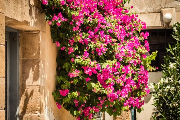 Nicosia Chipre Julio 2020 Primer Plano Flores Colores Que Crecen — Foto de Stock