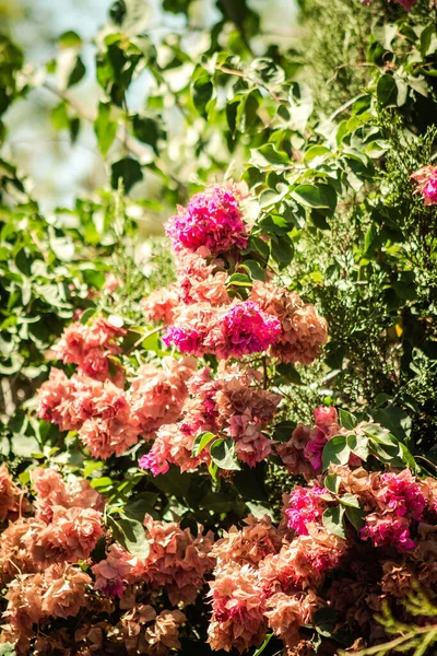 Nicosie Chypre Juillet 2020 Gros Plan Fleurs Colorées Poussant Dans — Photo