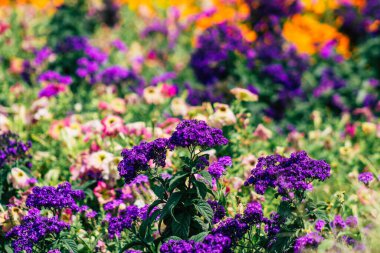 Budapeşte Macaristan 20 Temmuz 2020 Macaristan 'ın başkenti Budapeşte' nin sokaklarında büyüyen renkli çiçeklerin yakın çekimi