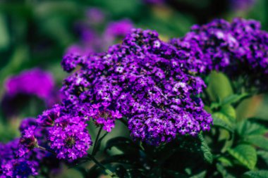 Budapeşte Macaristan 20 Temmuz 2020 Macaristan 'ın başkenti Budapeşte' nin sokaklarında büyüyen renkli çiçeklerin yakın çekimi