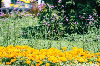 Budapeşte Macaristan 20 Temmuz 2020 Macaristan 'ın başkenti Budapeşte' nin sokaklarında büyüyen renkli çiçeklerin yakın çekimi