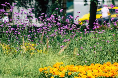 Budapeşte Macaristan 20 Temmuz 2020 Macaristan 'ın başkenti Budapeşte' nin sokaklarında büyüyen renkli çiçeklerin yakın çekimi