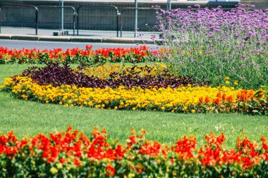 Budapeşte Macaristan 20 Temmuz 2020 Macaristan 'ın başkenti Budapeşte' nin sokaklarında büyüyen renkli çiçeklerin yakın çekimi