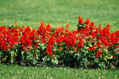 Budapeşte Macaristan 20 Temmuz 2020 Macaristan 'ın başkenti Budapeşte' nin sokaklarında büyüyen renkli çiçeklerin yakın çekimi