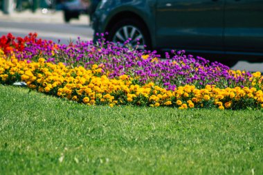 Budapeşte Macaristan 20 Temmuz 2020 Macaristan 'ın başkenti Budapeşte' nin sokaklarında büyüyen renkli çiçeklerin yakın çekimi