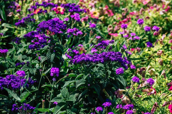 Budapeste Hungria Julho 2020 Fechar Flores Coloridas Que Crescem Nas — Fotografia de Stock