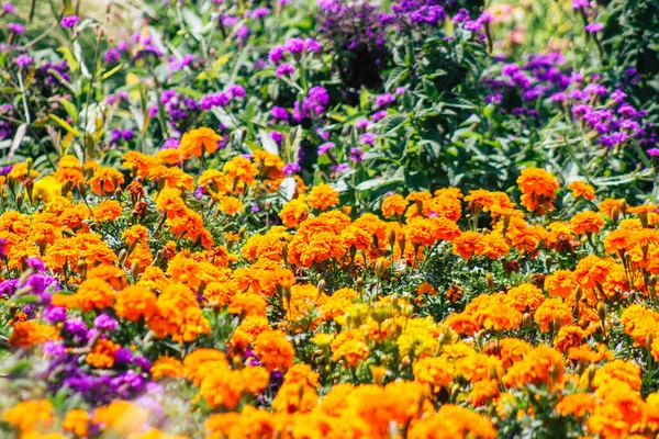 Budapeste Hungria Julho 2020 Fechar Flores Coloridas Que Crescem Nas — Fotografia de Stock
