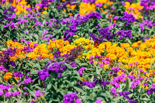 Budapest Hungría Julio 2020 Primeros Planos Flores Colores Que Crecen — Foto de Stock