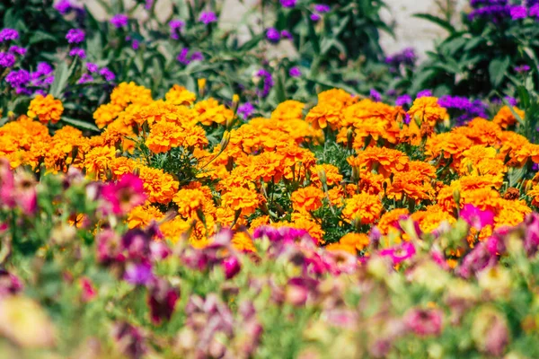Budapest Hungary July 2020 Closeup Colorful Flowers Growing Streets City — Stock Photo, Image