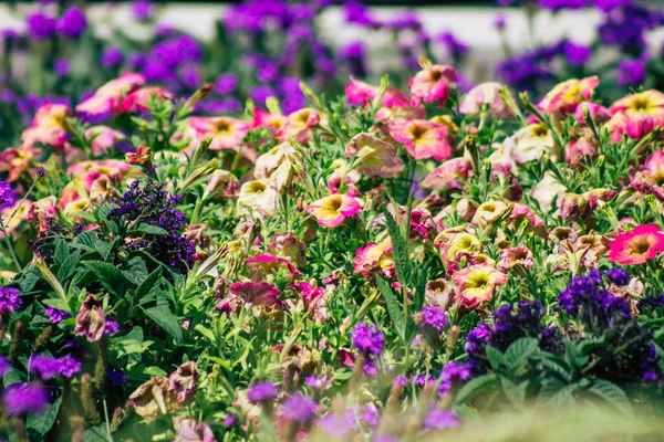 Budapeste Hungria Julho 2020 Fechar Flores Coloridas Que Crescem Nas — Fotografia de Stock