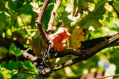 Lizbon Portekiz 31 Temmuz 2020 'de Lizbon kıyı başkenti ve Avrupa' nın en eski kentlerinden biri olan Lizbon 'un şehir merkezinde üzüm yaprakları görülmeye başlandı.