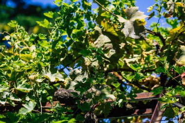 Lizbon Portekiz 31 Temmuz 2020 'de Lizbon kıyı başkenti ve Avrupa' nın en eski kentlerinden biri olan Lizbon 'un şehir merkezinde üzüm yaprakları görülmeye başlandı.