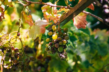 Lizbon Portekiz 31 Temmuz 2020 'de Lizbon kıyı başkenti ve Avrupa' nın en eski kentlerinden biri olan Lizbon 'un şehir merkezinde üzüm yaprakları görülmeye başlandı.