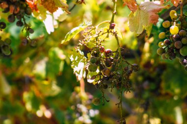 Lizbon Portekiz 31 Temmuz 2020 'de Lizbon kıyı başkenti ve Avrupa' nın en eski kentlerinden biri olan Lizbon 'un şehir merkezinde üzüm yaprakları görülmeye başlandı.