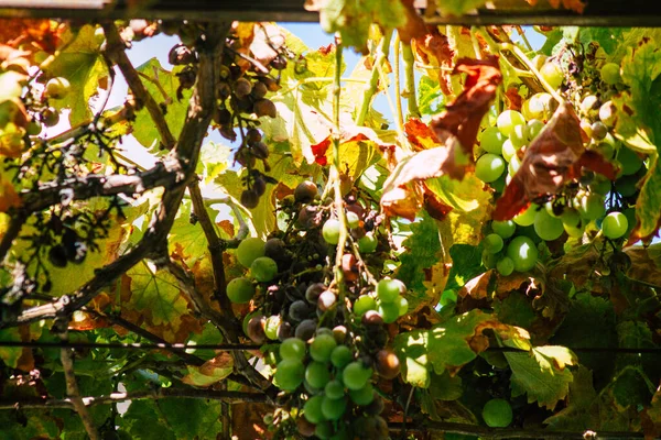 Lisbon Portugal July 2020 View Grape Vine Leaves Growing Downtown — Stock Photo, Image