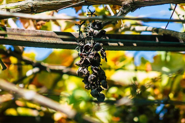 Лісабон Португалія Джулі 2020 Вид Виноградної Лози Росте Центрі Лісабона — стокове фото