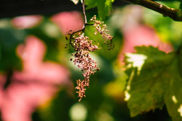 Lisbon Portugal July 2020 View Grape Vine Leaves Growing Downtown — Stock Photo, Image