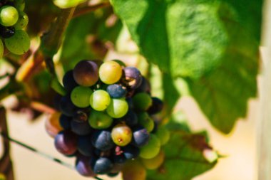 Yaz mevsiminde Fransa 'nın Reims kırsalında öğleden sonra şampanya bağının manzarası