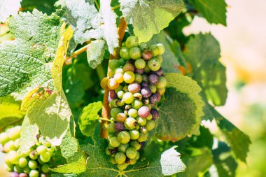 Yaz mevsiminde Fransa 'nın Reims kırsalında öğleden sonra şampanya bağının manzarası
