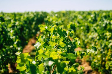 Yaz mevsiminde Fransa 'nın Reims kırsalında öğleden sonra şampanya bağının manzarası