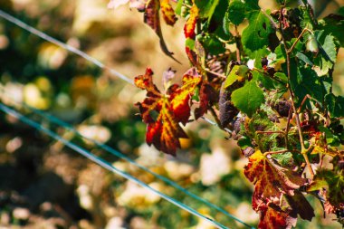 Yaz mevsiminde Fransa 'nın Reims kırsalında öğleden sonra şampanya bağının manzarası