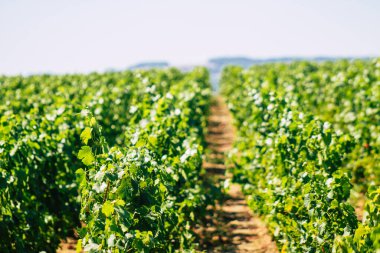 Yaz mevsiminde Fransa 'nın Reims kırsalında öğleden sonra şampanya bağının manzarası